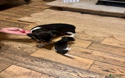 Jack Russell dogs for sale: Jack Russell pup - Image 7