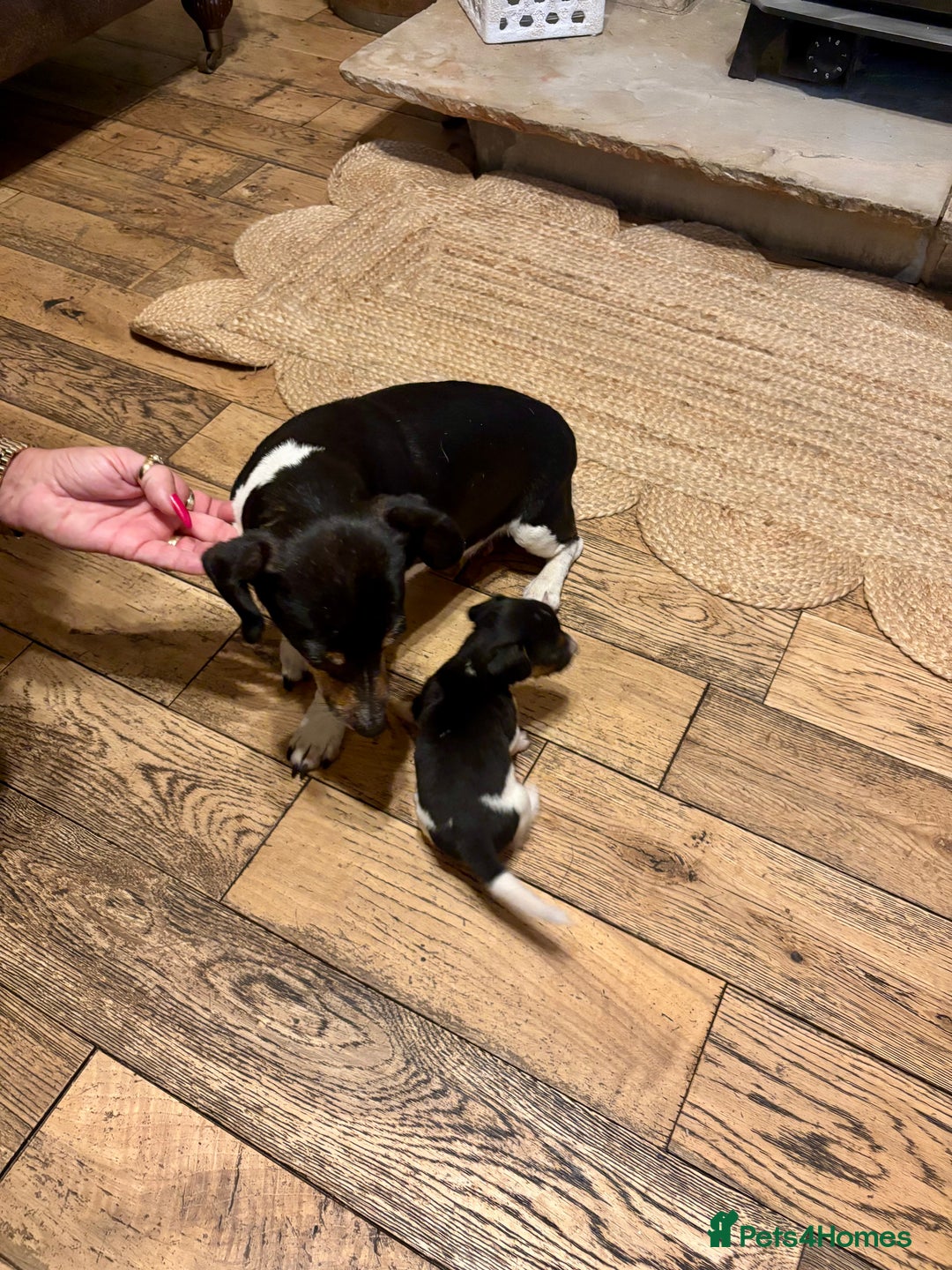 Jack Russell dogs for sale: Jack Russell pup - Image 7
