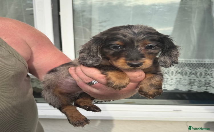 Miniature Dachshund dogs - Advert 13