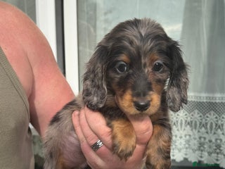 Miniature Dachshund dogs - Advert 36