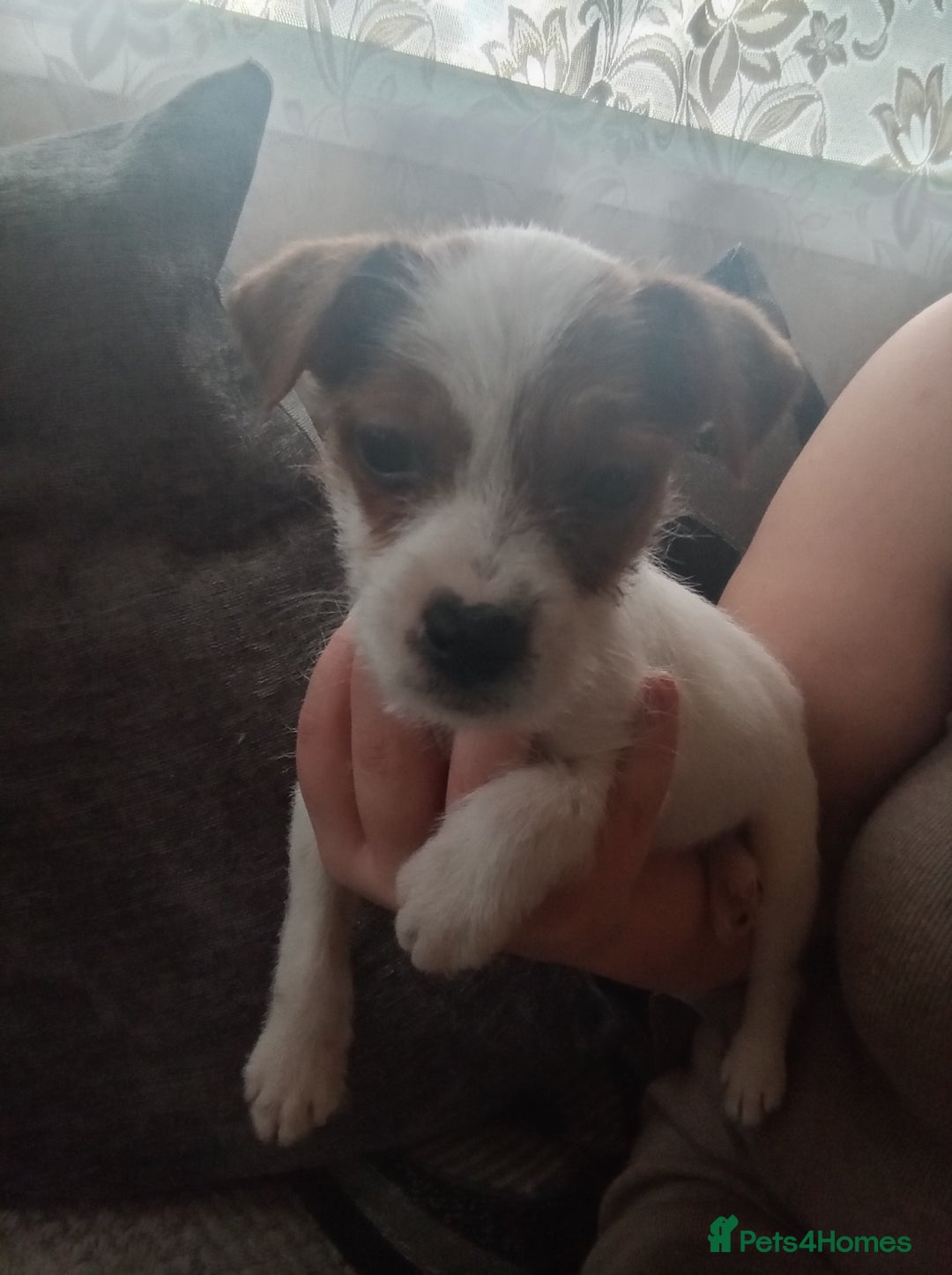 Mixed Breed dogs for sale: URGENT GIRL jack Russell puppy  - Advert 2