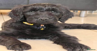 Goldendoodle dogs - Advert 3