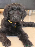 Goldendoodle dogs - Advert 3