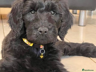 Goldendoodle dogs Goldendoodles❤️PARENTS ARE SCHOOL WELL-BEING DOGS - Advert 10