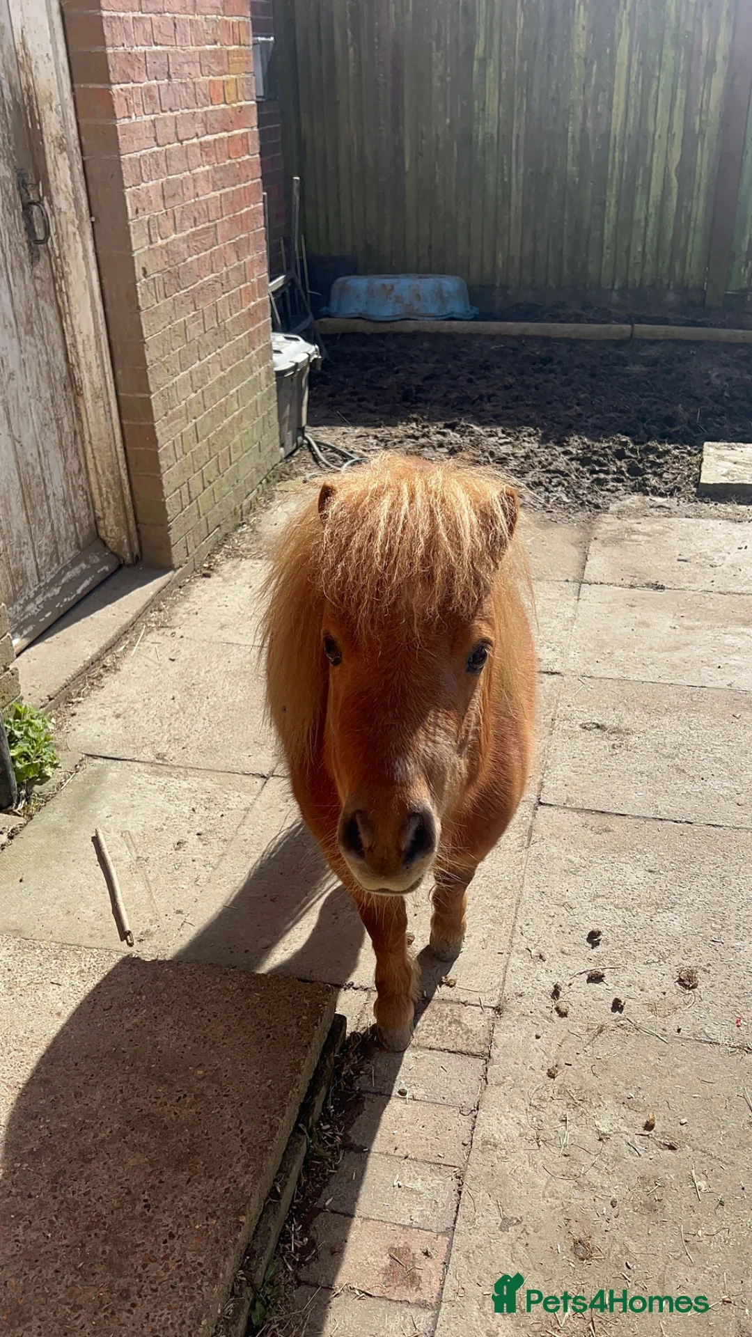 Miniature horses for sale: “Toad Your Next Fun & Rewarding Mini Pony Project in East Grinstead - Advert 1