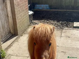 Miniature horses “Toad Your Next Fun & Rewarding Mini Pony Project - Advert 7