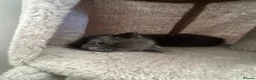Mixed Breed cats for sale: 6 beautiful kittens  in Doncaster - Advert 3