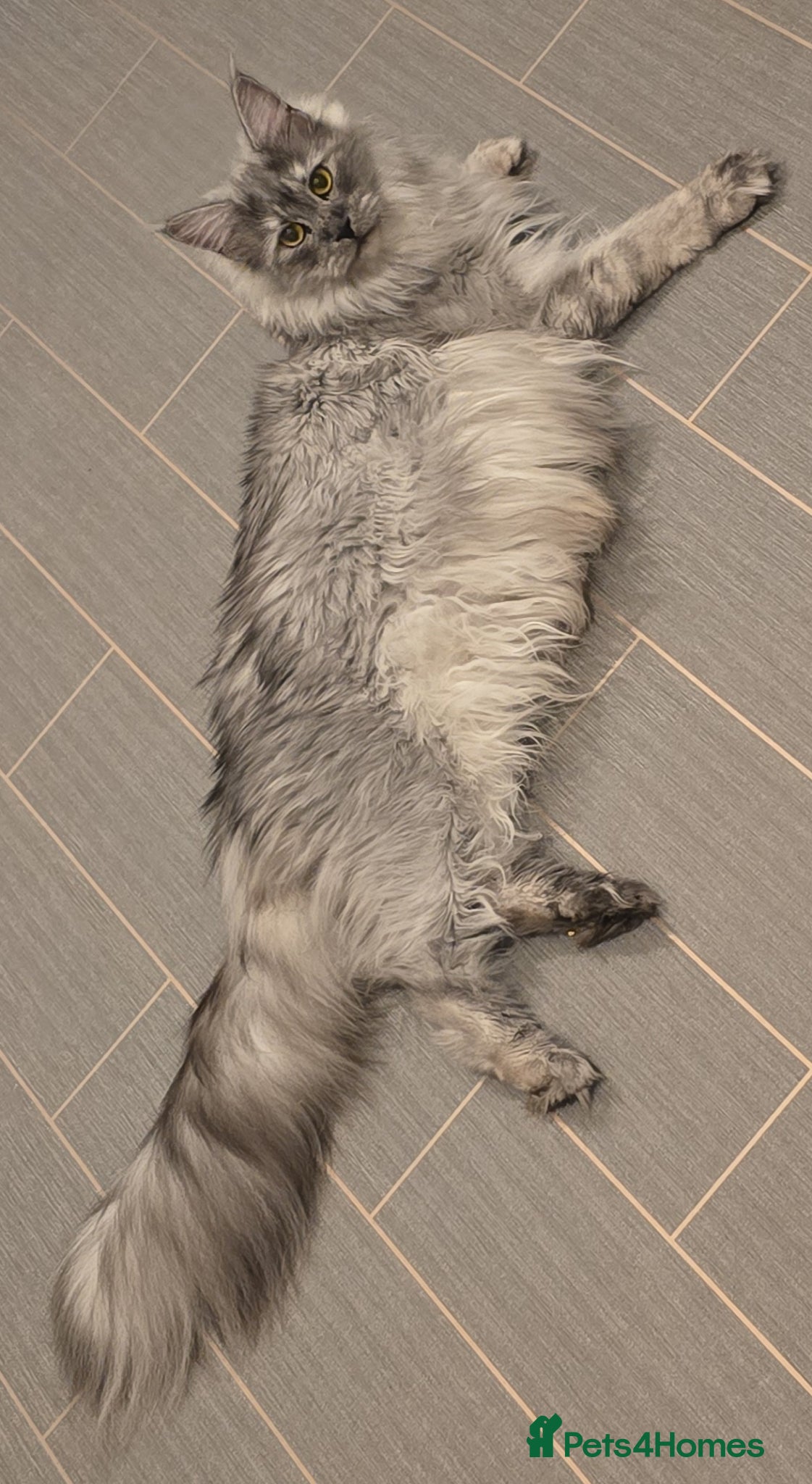 Maine Coon cats Maine Coon Kittens - Advert 1