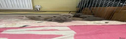 British Shorthair cats for sale: Blue and lilac British shorthair kittens  - Advert 1