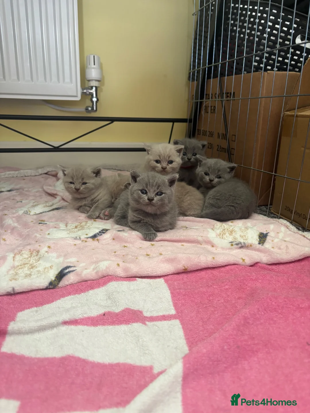 British Shorthair cats for sale: Blue and lilac British shorthair kittens  - Advert 1