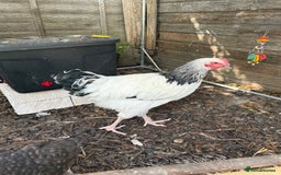 Chickens poultry for sale: Light Sussex Hen - 26 Weeks Old - Image 2