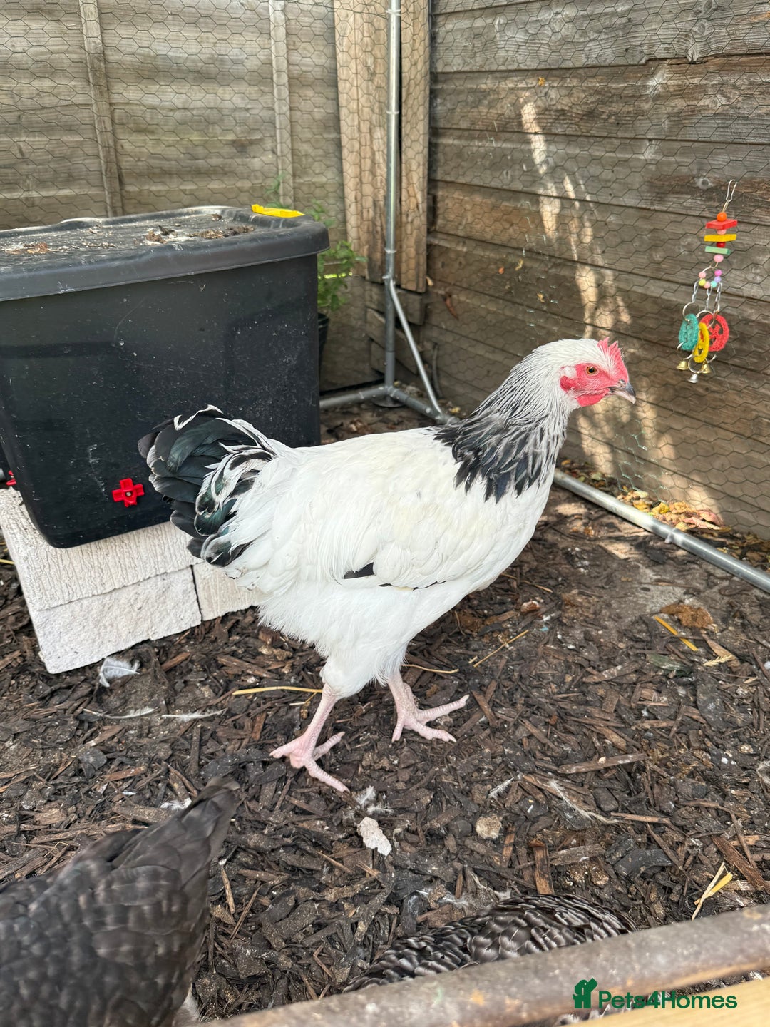 Chickens poultry for sale: Light Sussex Hen - 26 Weeks Old - Image 2