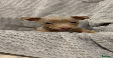 Jack Russell dogs - Advert 2