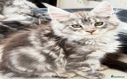 Maine Coon cats for sale: WE MAY SELL ACTIVE Top quality Maine coon kittens - Image 18