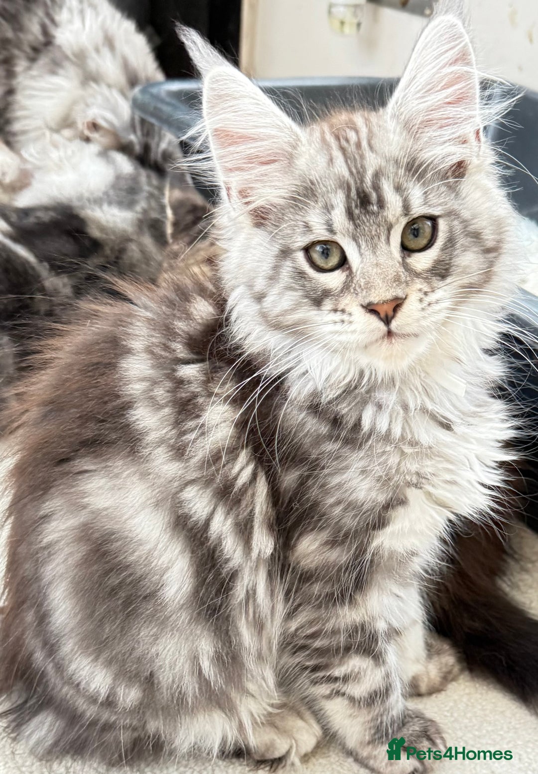 Maine Coon cats for sale: WE MAY SELL ACTIVE Top quality Maine coon kittens - Image 18