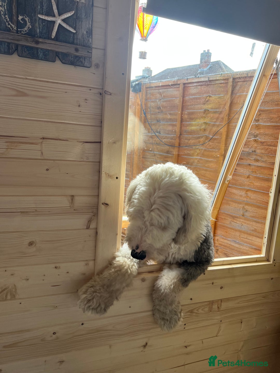 Old English Sheepdog dogs for stud: Beautiful, Happy Go Lucky Old English Sheepdog - Image 5