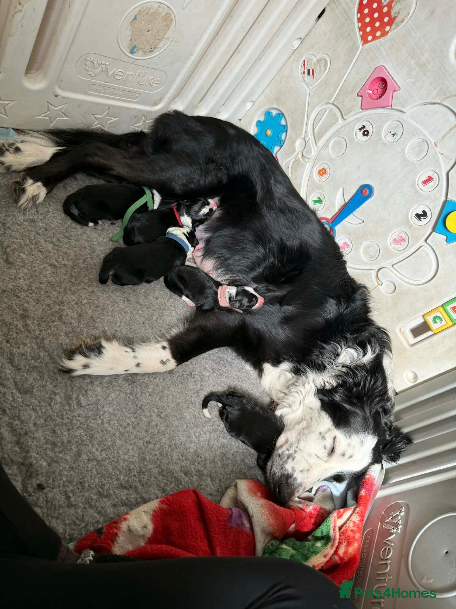 Border Collie dogs Beautiful border collie pups  - Advert 12