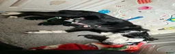 Border Collie dogs for sale: Beautiful border collie pups  - Advert 9