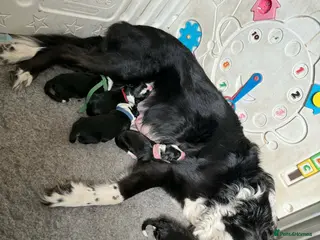 Border Collie dogs Beautiful border collie pups - Advert 12