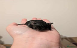 Mouse rodents for sale: 6 Beautiful Young Female Mice - Image 4
