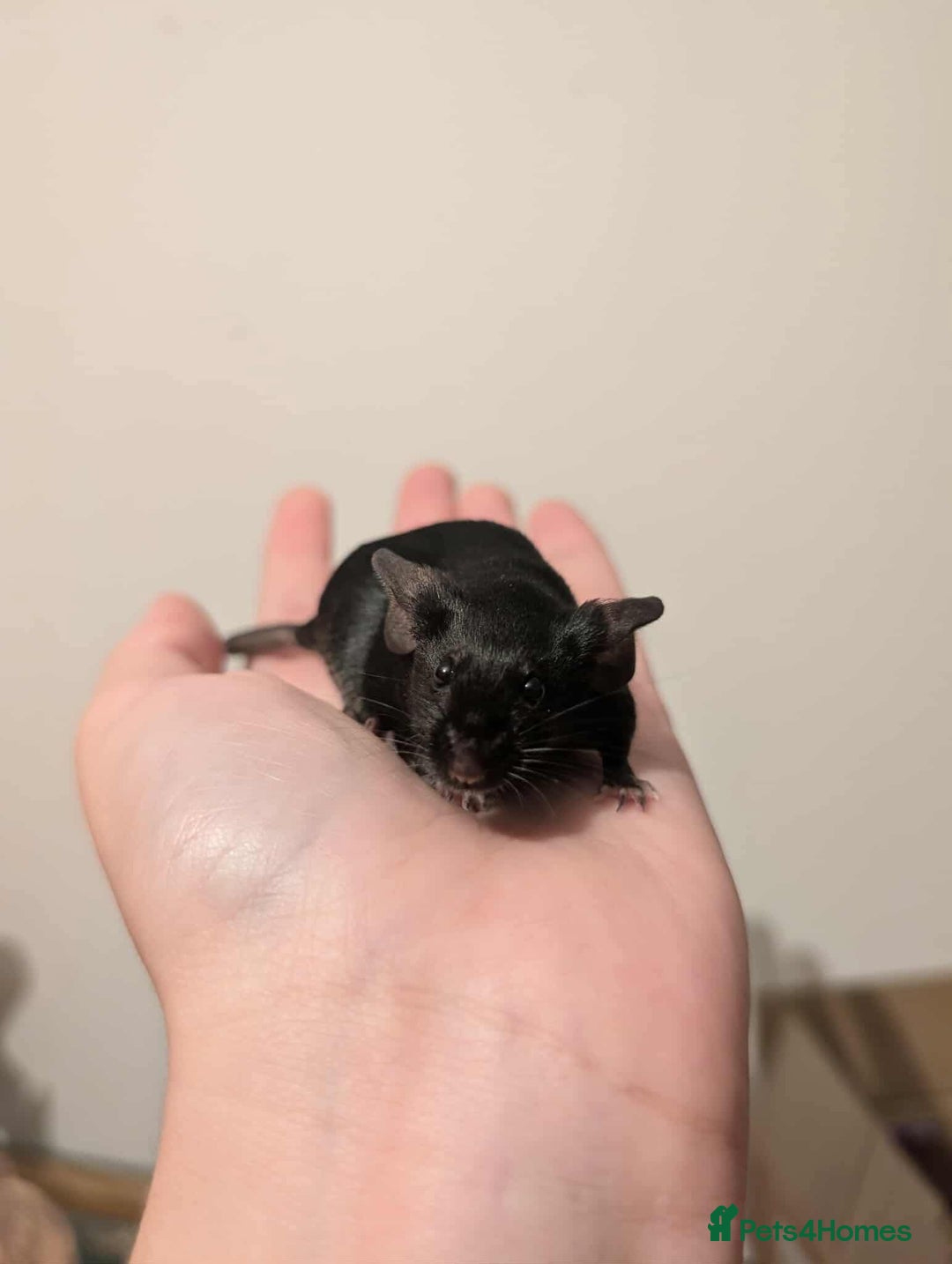 Mouse rodents for sale: 6 Beautiful Young Female Mice - Image 4
