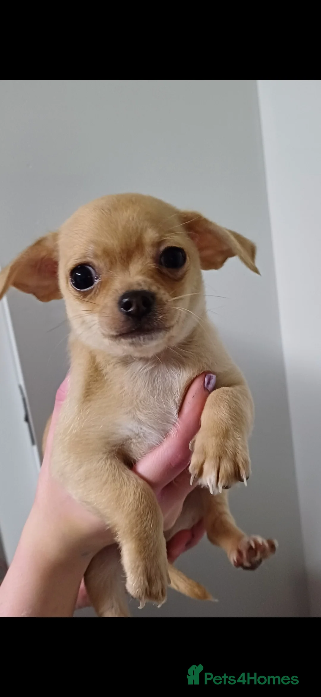 Chihuahua dogs for sale:  **  chihuahua puppies  - Advert 17