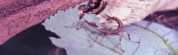Stick Insects invertebrates for sale: Spiny Stick Insect Nymphs - Advert 7