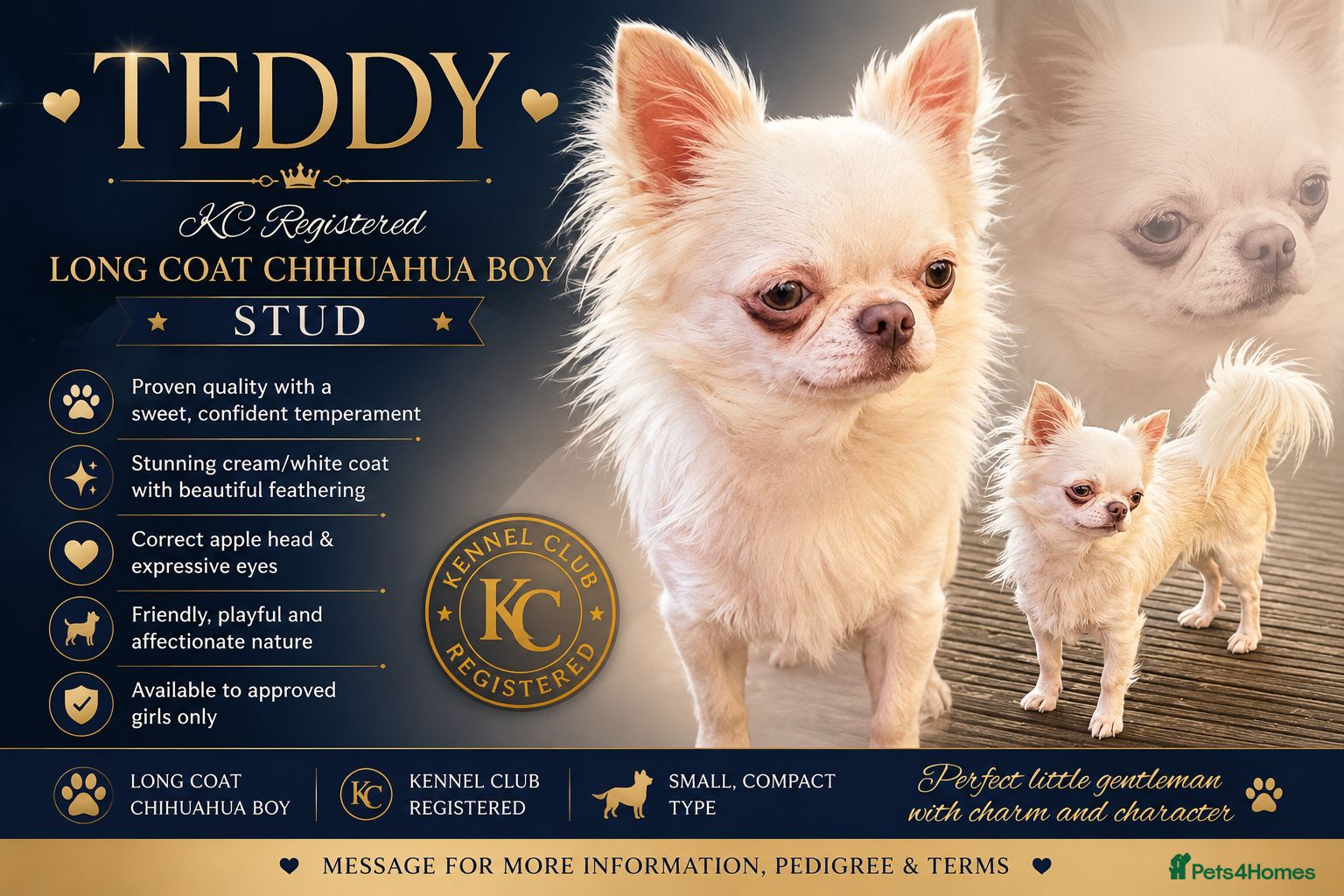 Chihuahua dogs Stunning chihuahua  stud boy - Advert 1