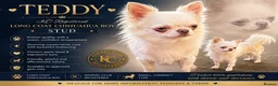 Chihuahua dogs for stud: Stunning chihuahua  stud boy - Advert 2