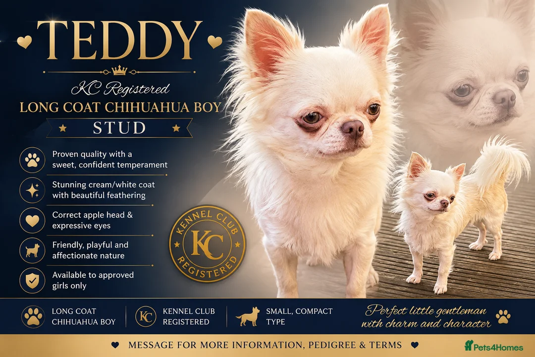 Chihuahua dogs for stud: Stunning chihuahua  stud boy - Advert 2