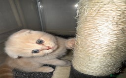 Scottish Fold cats for sale: 3 Adorable Scottish Fold Kittens🩷💙🩷 - Image 18