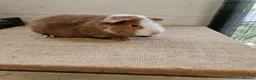 Guinea Pig rodents for sale: Teddy boars & sows  - Advert 9