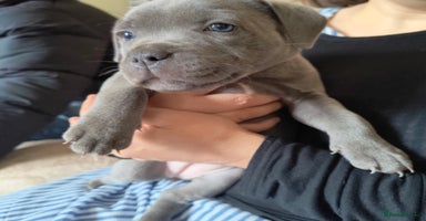 Staffordshire Bull Terrier dogs - Advert 5