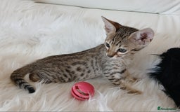 Savannah cats for sale: Stunning  Savannahs - Image 5