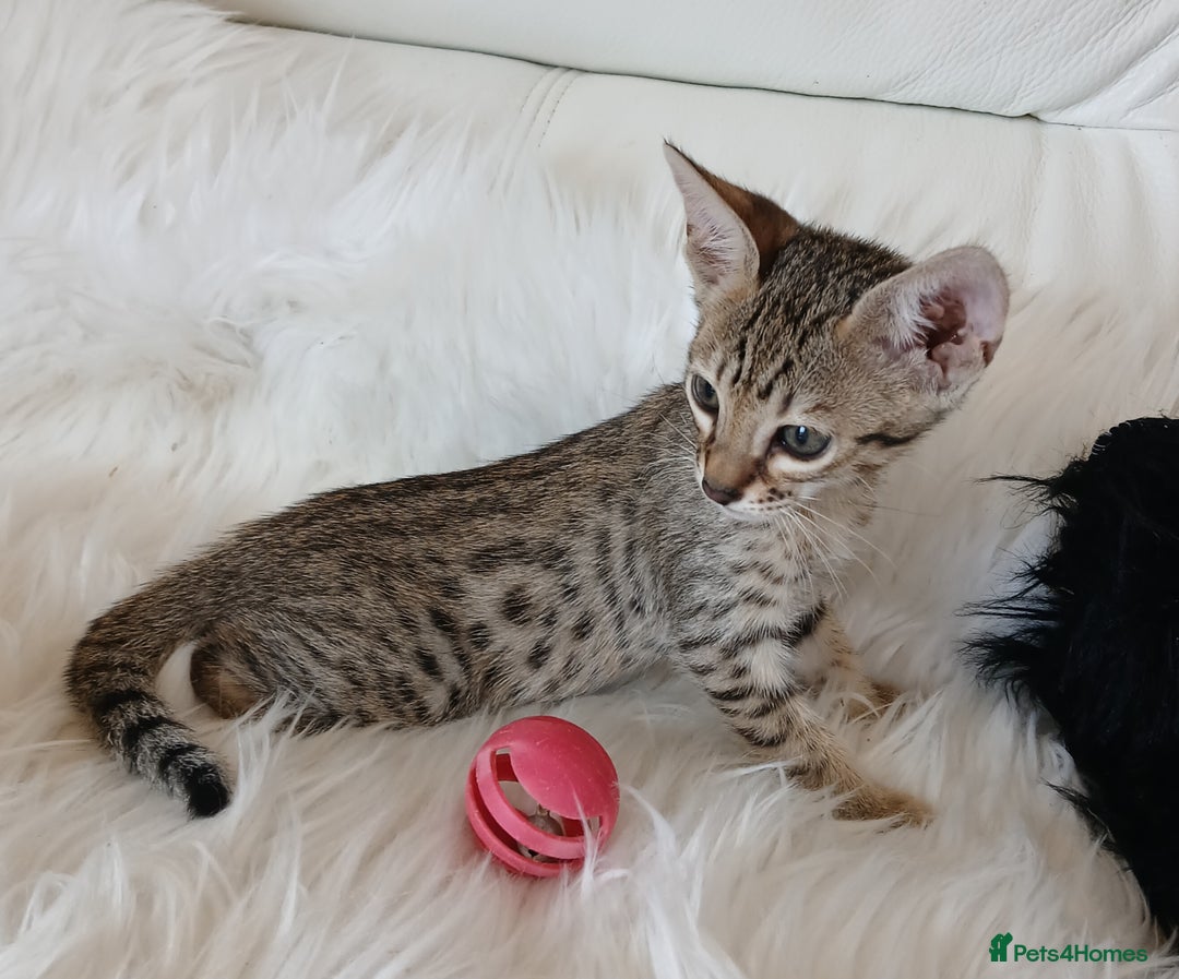 Savannah cats for sale: Stunning  Savannahs - Image 5