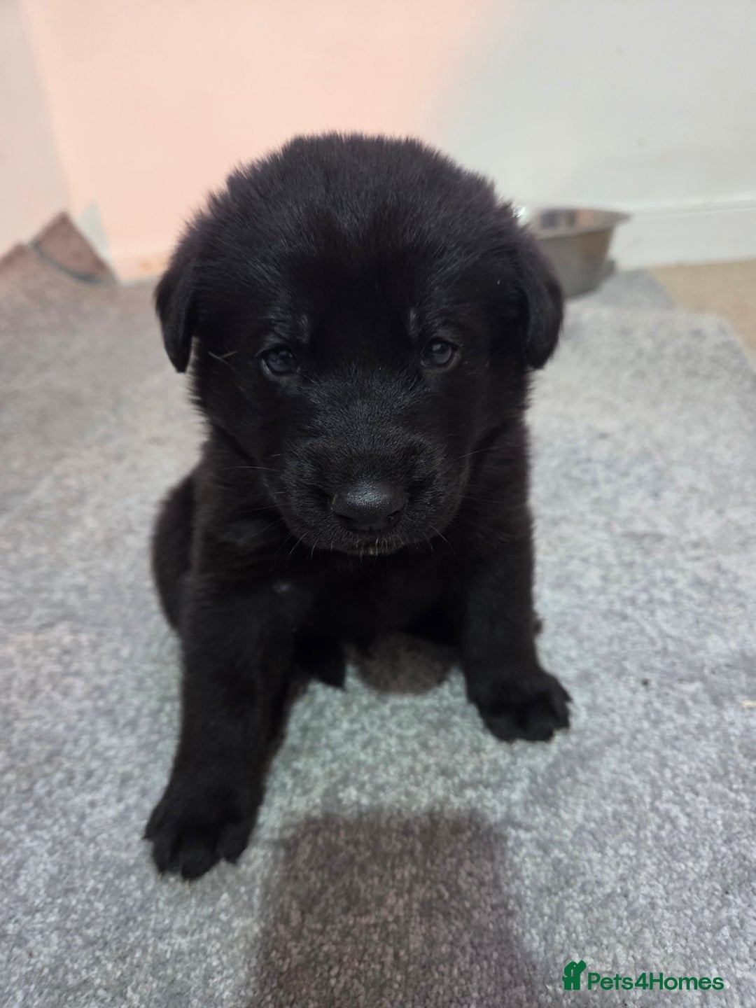 Mixed Breed dogs for sale: 🌟German Shepherd x Labrador Retriever Puppies 🌟 - Advert 8