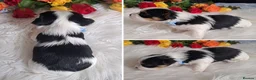Biewer Terrier dogs for sale: 2 amaizing boys Amorek&Armani - Advert 6