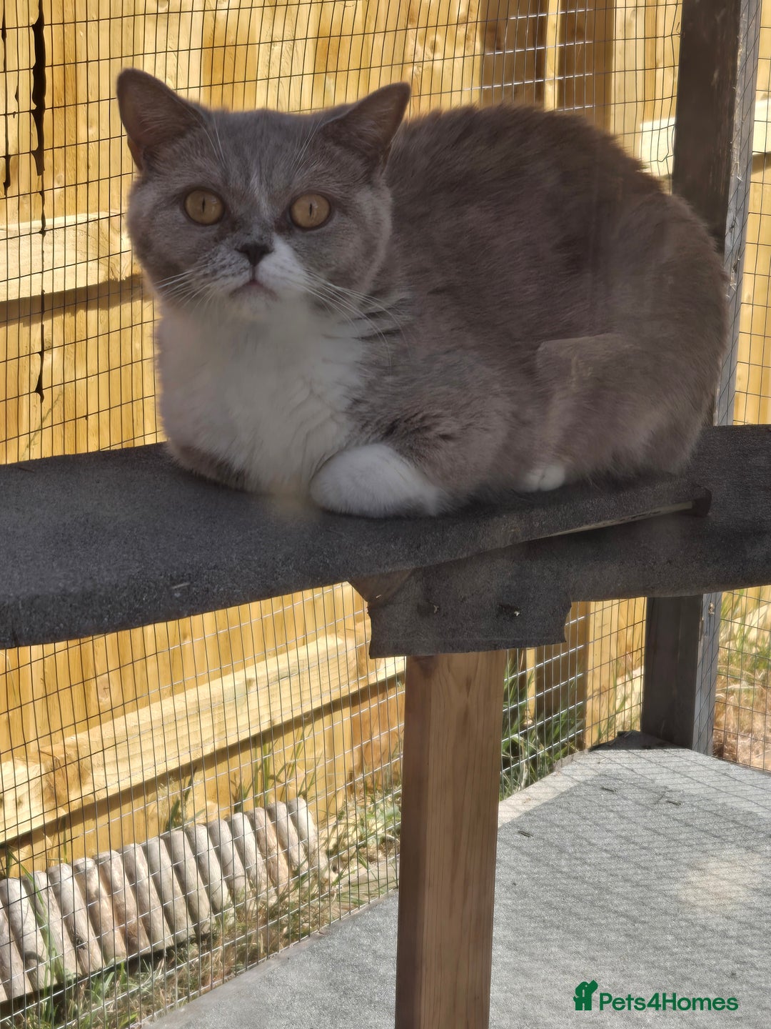 British Shorthair cats for sale: Britishshort hair kitten ready now - Image 14