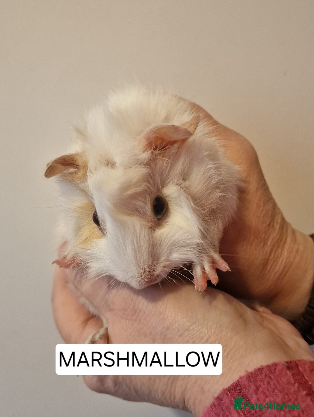 Guinea Pig rodents for sale: Female guinea pigs  - Advert 17