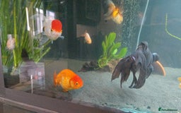 Fancy Goldfish fish for sale: Fancy goldfish looking for new home  - Image 6