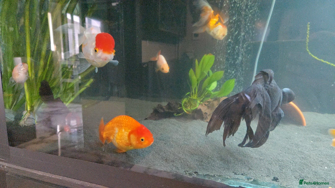 Fancy Goldfish fish for sale: Fancy goldfish looking for new home  - Image 6