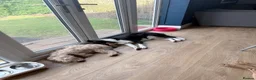 Border Collie dogs for sale: Louie is looking for his forever home  - Advert 13