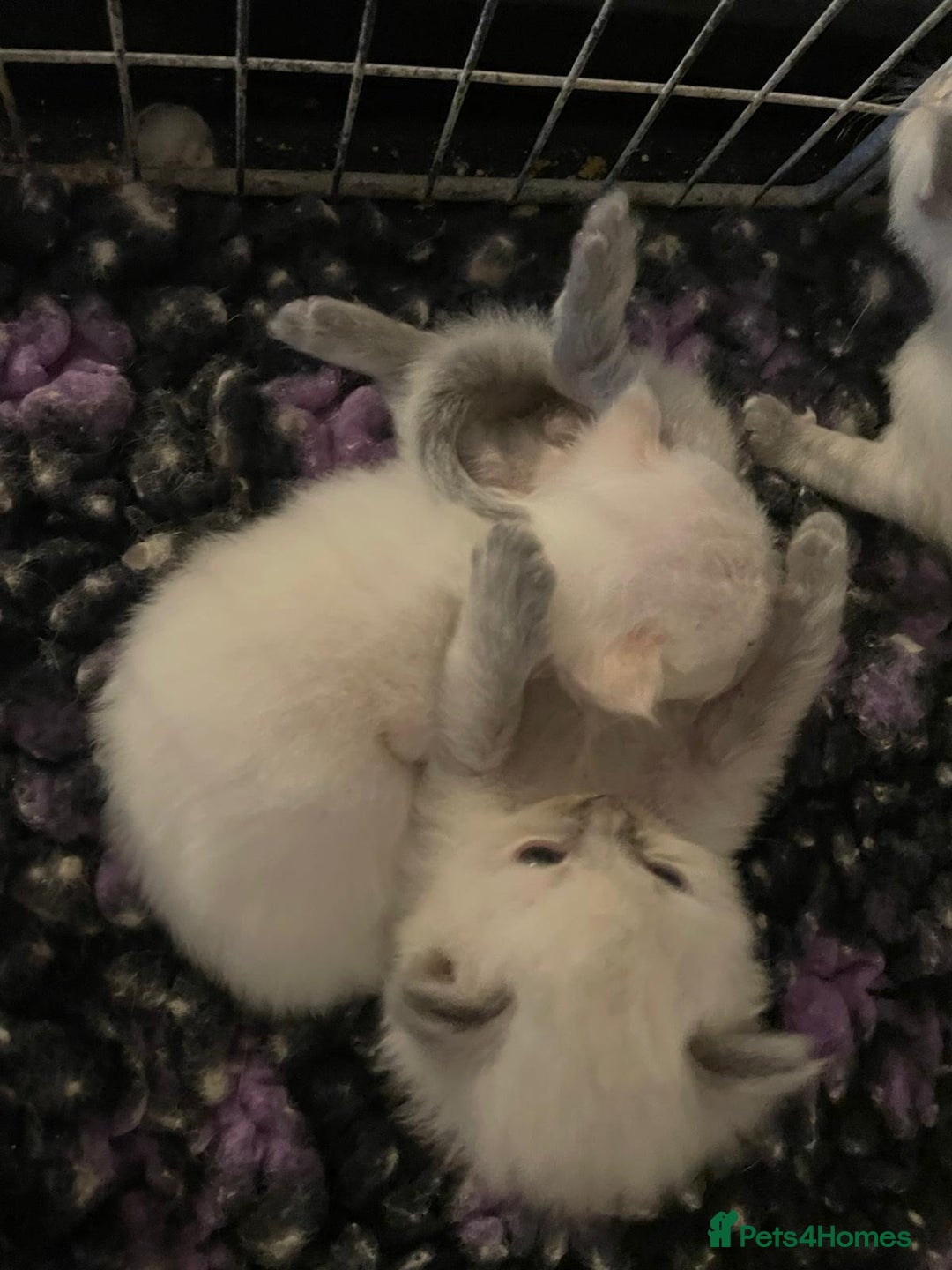 Ragdoll cats for sale: Beautiful GCCF Reg Pure Bred Ragdoll kittens - Image 13
