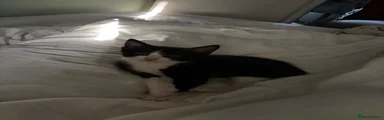 Mixed Breed 2
