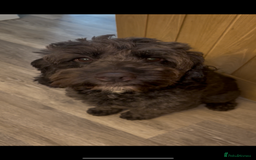 Cockapoo dogs for sale: Cockapoo puppies - Image 5