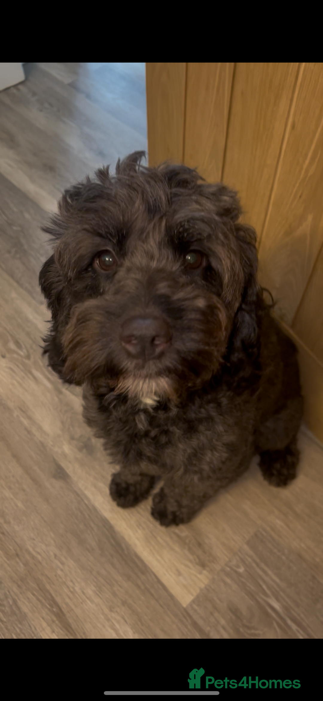 Cockapoo dogs for sale: Cockapoo puppies - Image 5