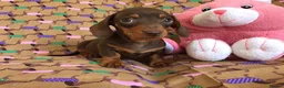 Miniature Dachshund dogs for stud: 🤎 Mr Brown VERY SMALL Health tested KC reg Stud🤎 - Advert 5