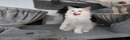 Ragdoll cats for sale: GCCF REGISTERED RAGDOLL KITTENS  - Advert 10