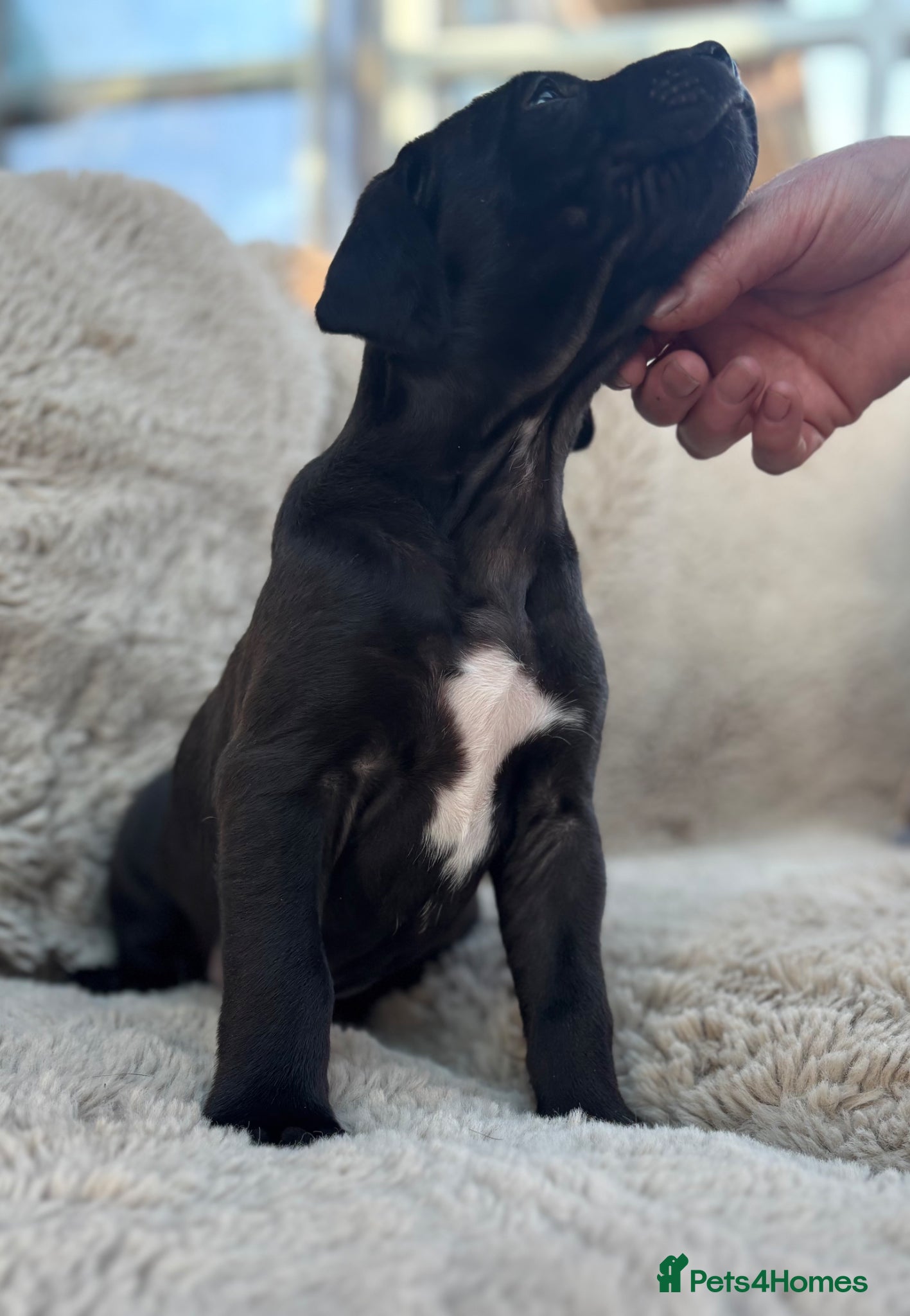 Mixed Breed dogs Lurcher x Presa  - Advert 11