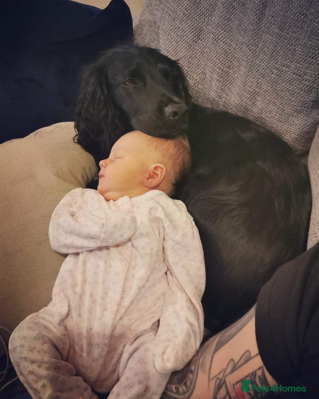 Cocker Spaniel dogs for stud: KC Registered Working Cocker Spaniel STUD - Advert 5